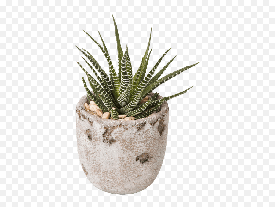Download Succulent Pot - Flowerpot Png,Succulent Transparent Background