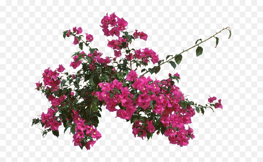 Download Bougainvillea Outdoors Or As - Transparent Bougainvillea Png,Bougainvillea Png