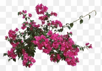 Download Bougainvillea Outdoors Or As - Transparent Bougainvillea Png,Bougainvillea Png