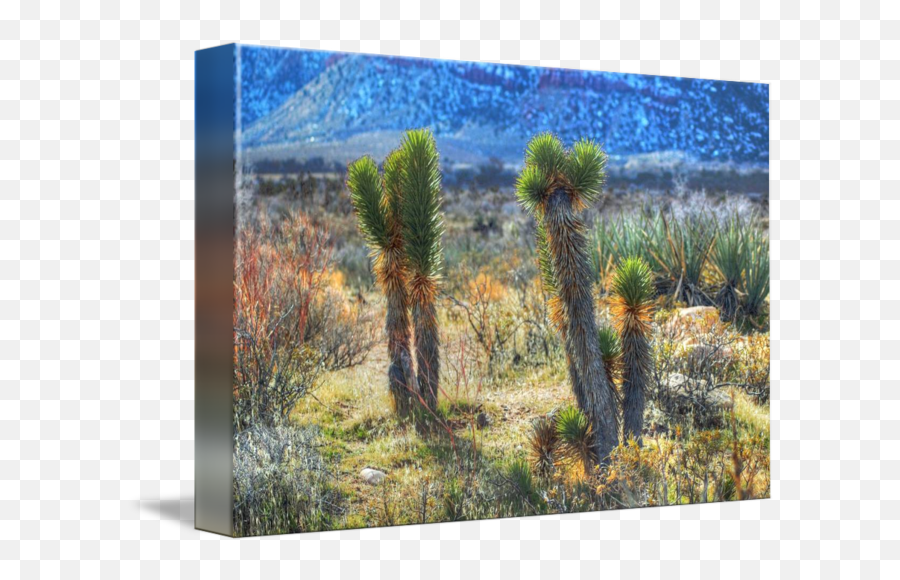Yucca By Sam Schumach - Hedgehog Cactus Png,Yucca Png