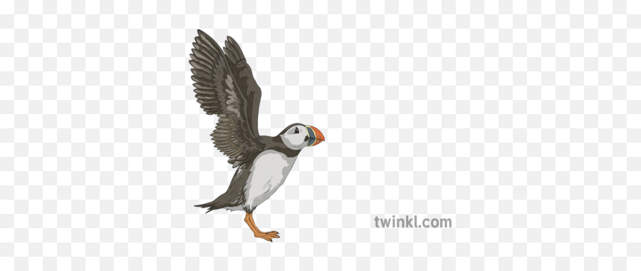 027032 Puffin Relax Pose Yoga Exercise Life Ks2 2 - Atlantic Puffin Png,Puffin Png