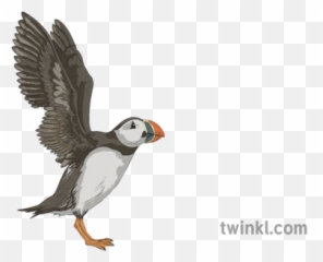 027032 Puffin Relax Pose Yoga Exercise Life Ks2 2 - Atlantic Puffin Png,Puffin Png