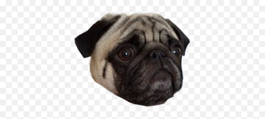 Pug Face - Roblox 700371 Png Images Pngio Pug,Pug Png