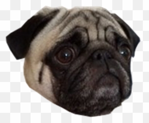 Free Transparent Roblox Png Images Page 37 Pngaaa Com - pug face roblox