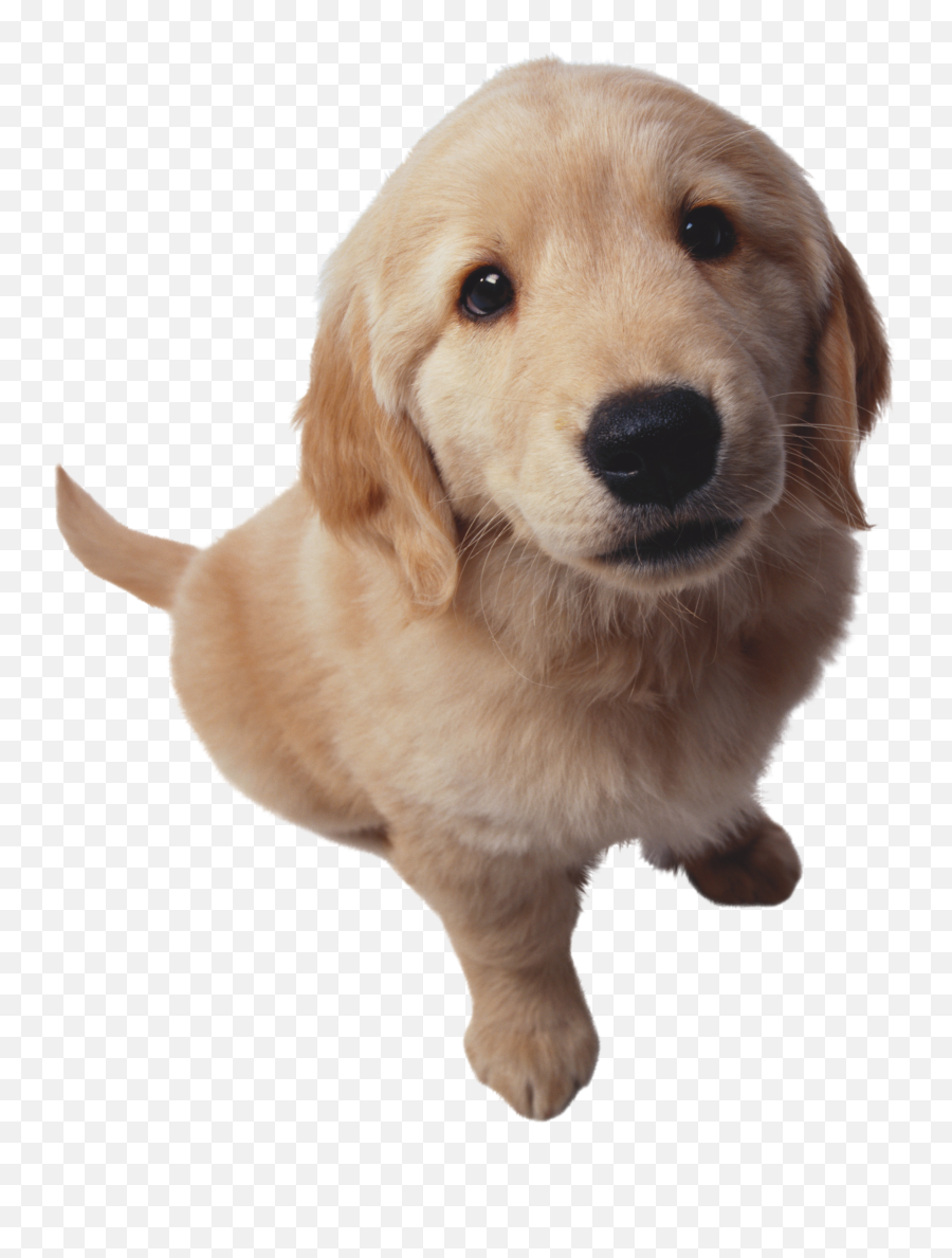 Download Hd Puppy Dog Pals Png Transparent Image - Golden Retriever Png,Puppy Dog Pals Png