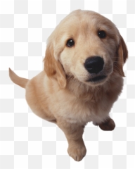 Download Hd Puppy Dog Pals Png Transparent Image - Golden Retriever Png,Puppy Dog Pals Png