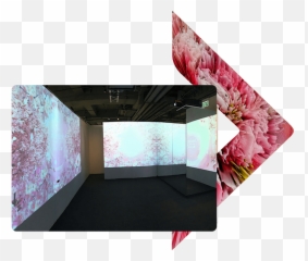 Xeed Project - Shiseido Rose Png,Sakura Petals Png