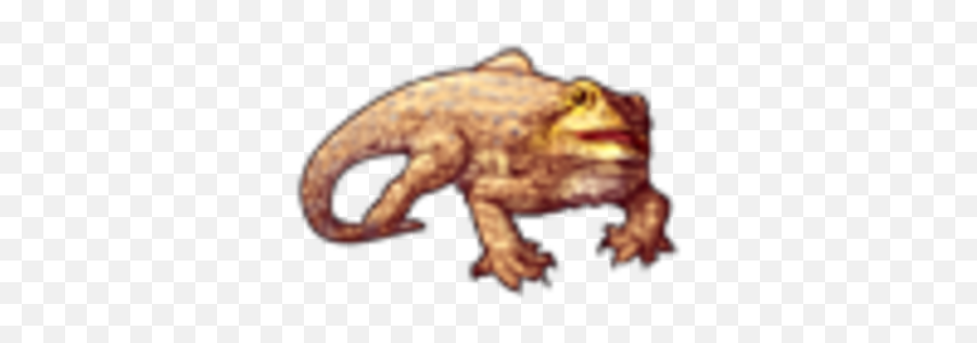 Bearded Dragon - Eastern Spadefoot Png,Bearded Dragon Png