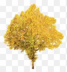 Tree Portable Network Graphics Clip Art - Transparent Background Leaves Png