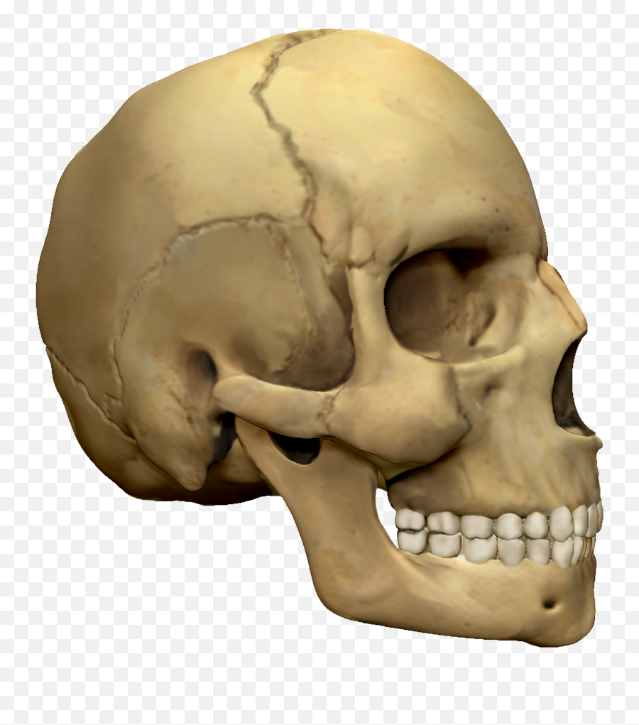 3d Modeling Png Skull