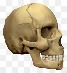 3d Modeling Png Skull