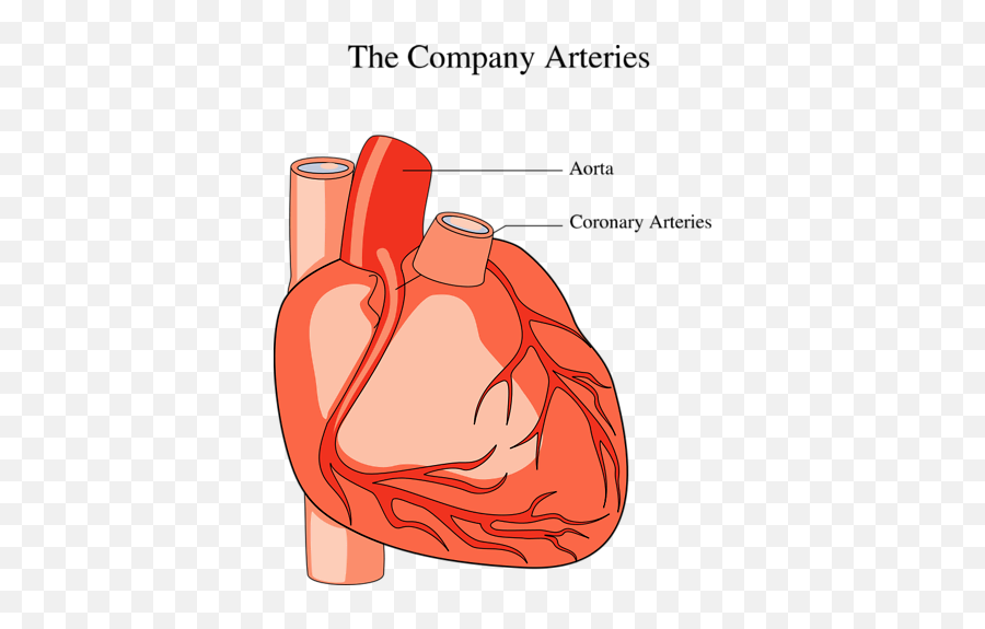 Download Medical Illustration Of A Human Heart - Medical Human Heart Clipart Png,Human Heart Png