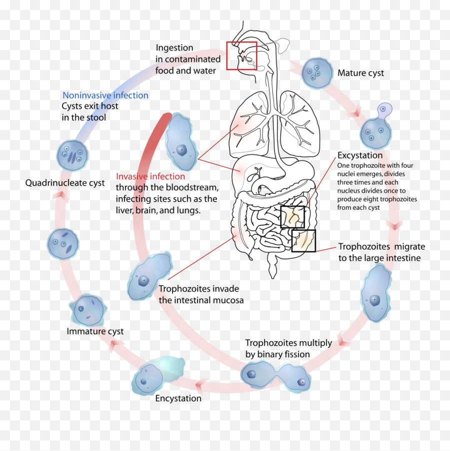 Computational Drug Discovery Mrc Mitochondrial Biology Unit - Entamoeba Histolytica Life Cycle Png,Mitochondria Png