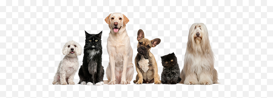 Index Of Wp - Contentuploads201309 Transparent Background Dogs And Cats Png,Pets Png