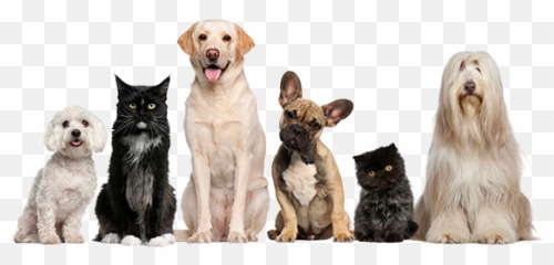 Index Of Wp - Contentuploads201309 Transparent Background Dogs And Cats Png,Pets Png