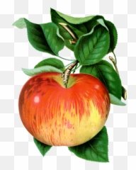 Tomato Plant Png - Food And Nutrition Drawing Poster,Tomato Plant Png