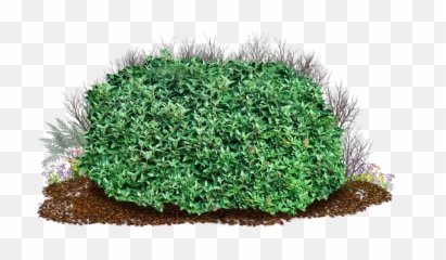 Bush With Beet Png Hedge