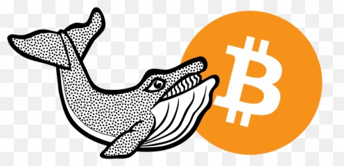 Whales In The Crypto Markets - Bitcoin Png,Whale Png