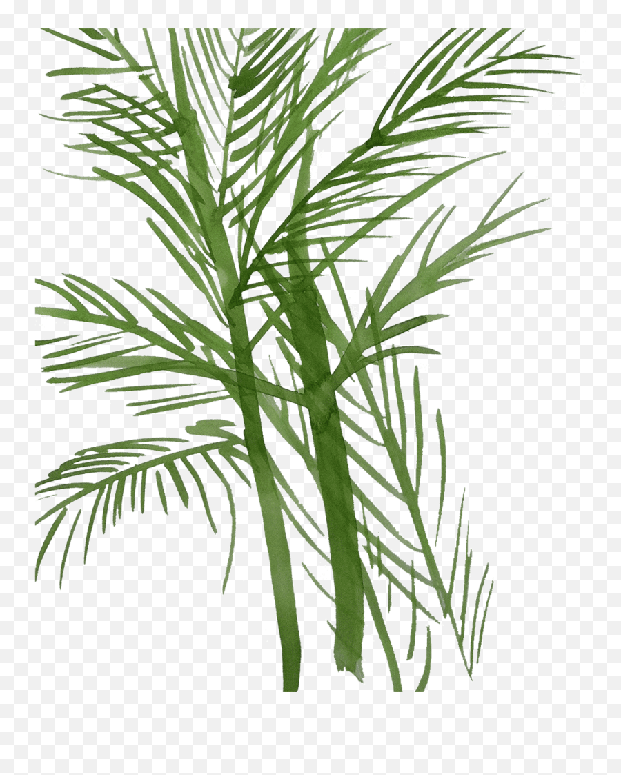 Palm - Fronds Palm Fronds Wall Stencil Template Wall Art Decor Cupressaceae Png,Palm Fronds Png