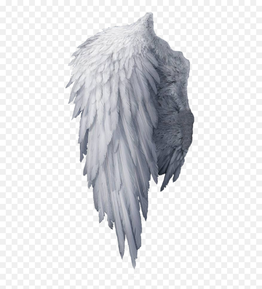 Download One Angel Wings Png Hd Transparent Background Image - Transparent Angel Wings Background Hd,Eagle Wings Png