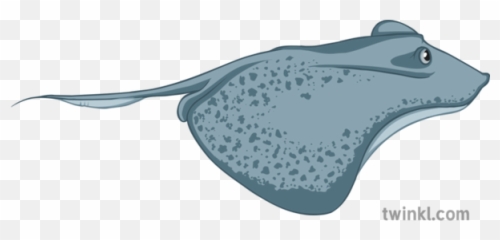 Stingray Illustration - Twinkl Freshwater Whipray Png,Stingray Png
