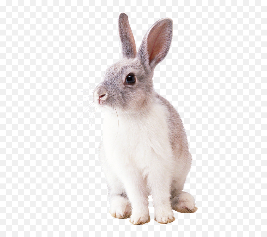 600 Free Rabbit Ears U0026 Images Pixabay Bunny Png Free Transparent Png Images Pngaaa Com - neon bunny ears roblox bunny ears 2018 png image