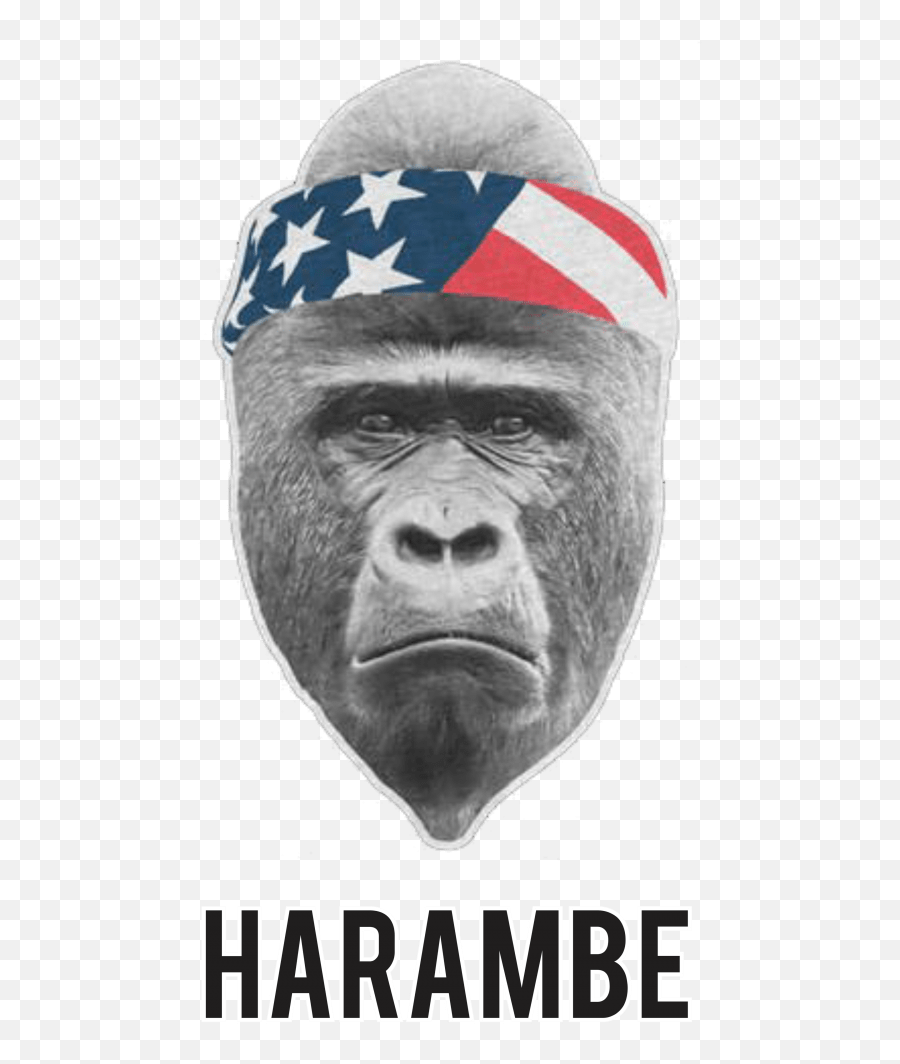 Harambe Headband Transparent Png - Gorilla With Headband,Harambe Transparent