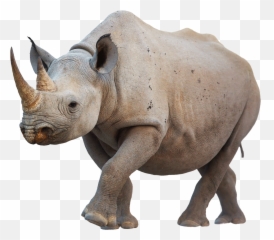 Png V37 Photo The Rabbit And Bear Type Ultra - Rhino Png,Bear Head Png