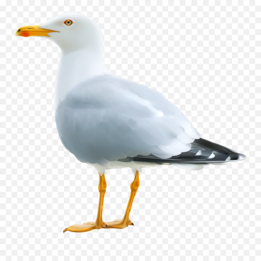 View Full Size - Transparent Background Seagull Clipart Png,Seagull Png