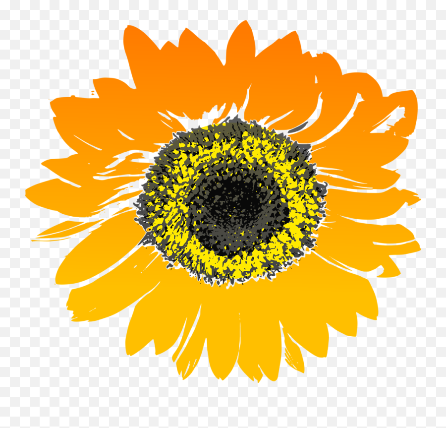 Background Sunflower Clipart Transparent Png Watercolor