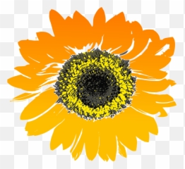 Background Sunflower Clipart Transparent Png