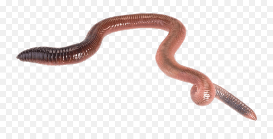 Earth Worm Transparent Png - Stickpng Earthworm Sally Png,Earth Transparent Background