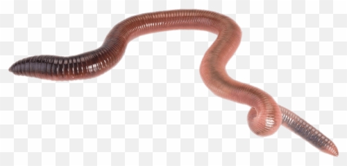 Earth Worm Transparent Png - StickPNG Earthworm Sally Png