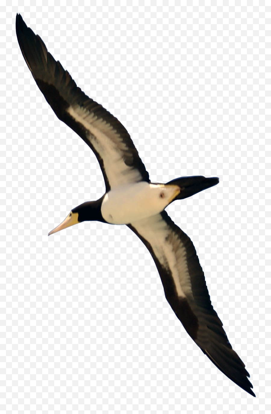 Download Bird Flying Png Image For Free - Real Bird Flying Png,Birds Png