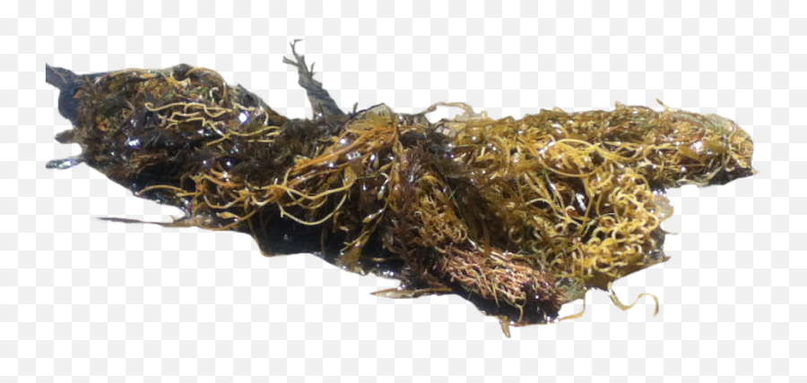 Download Hd Png Seaweed Transparent Image - Nicepngcom Moss,Seaweed Png