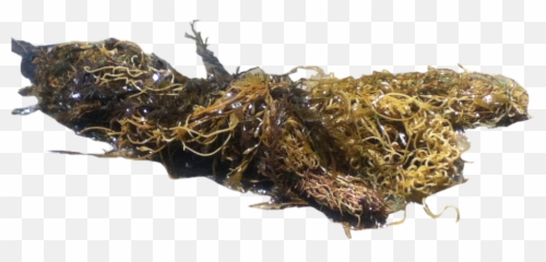 Download Hd Png Seaweed Transparent Image - Nicepngcom Moss,Seaweed Png