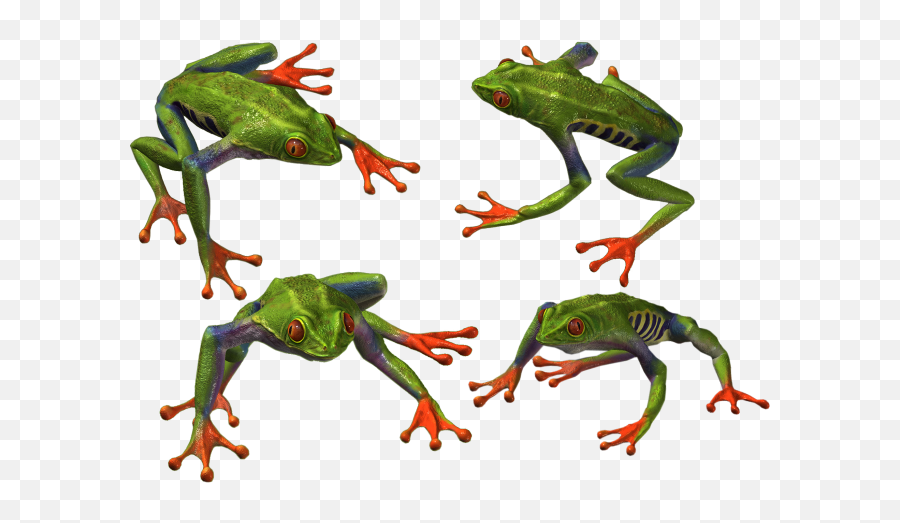 Frog Png Transparent Background Image For Free Download 17 - Portable Network Graphics,Frog Transparent Background