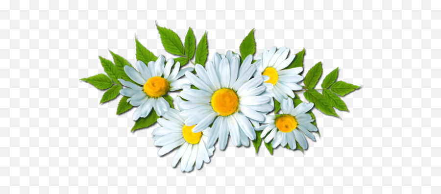 Camomile Png Picture - Daisy Flower Clipart,Chamomile Png