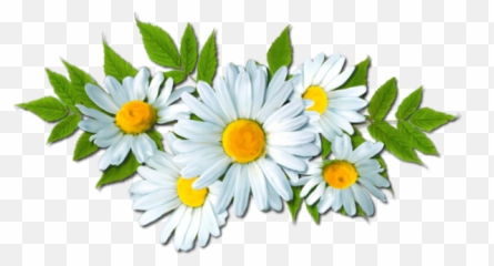Camomile Png Picture - Daisy Flower Clipart,Chamomile Png