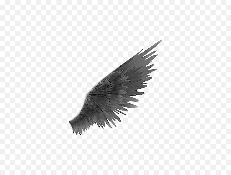 Black Wings Png Transparent Image - Side View Angel Wing Png,Wing Png