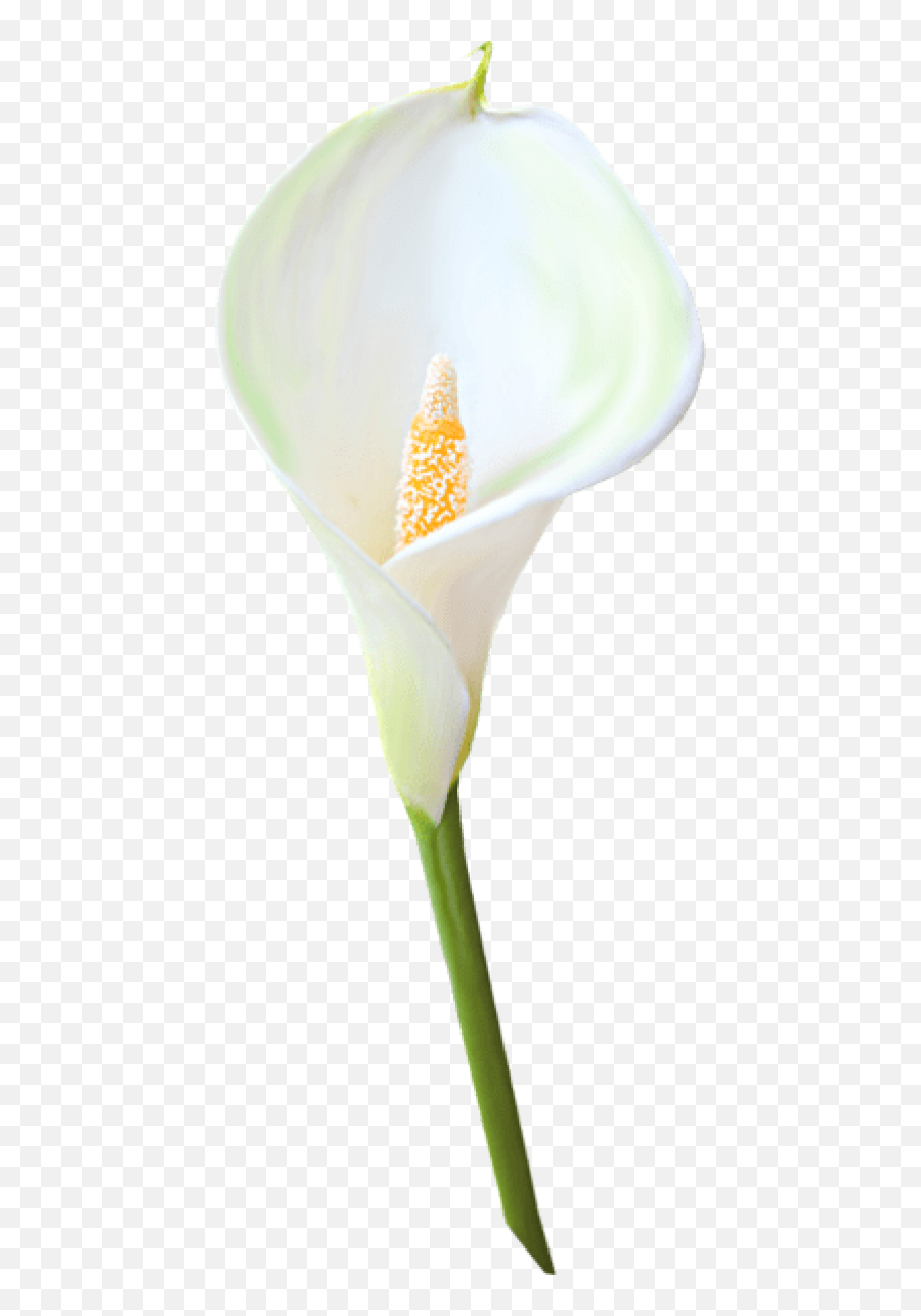 Transparent Calla Lily Flower Clipart - Calla Lily Transparent Background Png,Lily Transparent Background