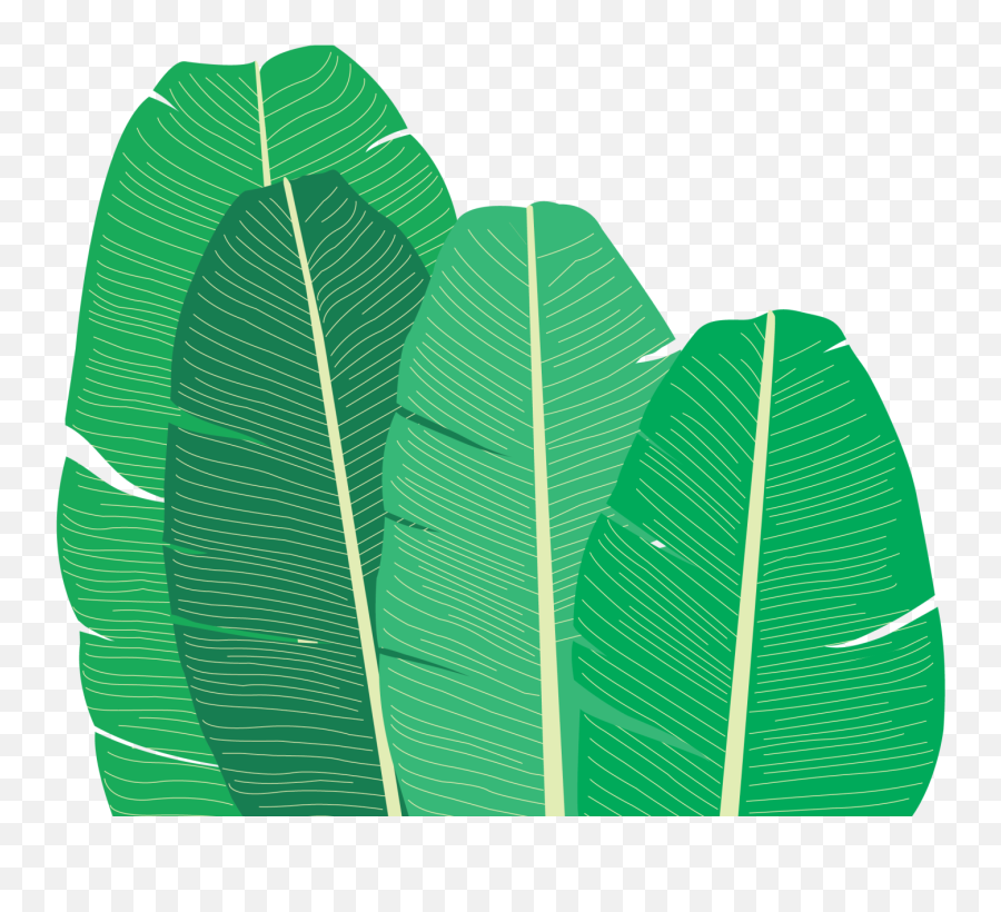 Banana Leaf Family - Ensete Png,Banana Leaf Png