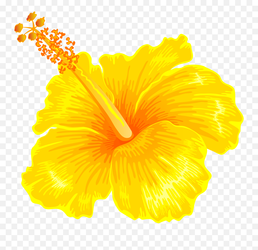 Yellow Hibiscus Png