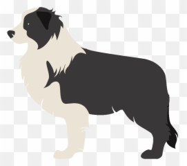 Border Collie Rough Scotch - Transparent Clip Art png