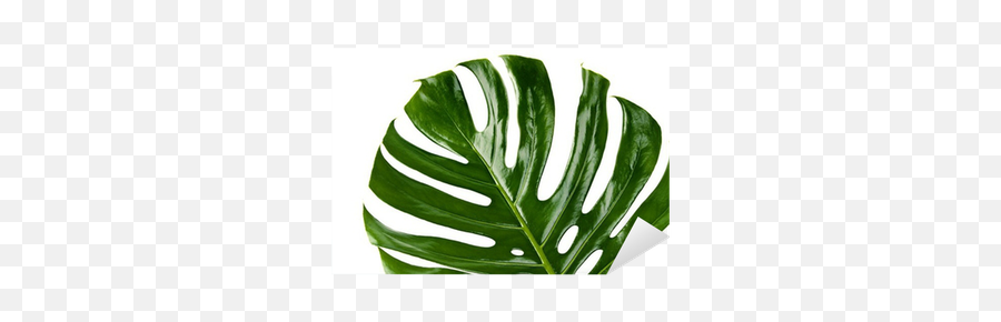 Green Leaf Of Monstera Plant Sticker U2022 Pixers - We Live To Change Monstera Deliciosa Png,Monstera Leaf Png