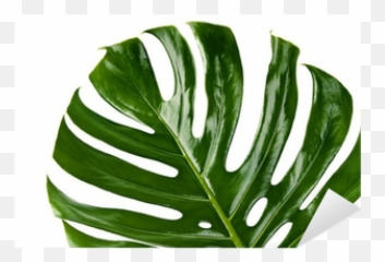 Green Leaf Of Monstera Plant Sticker U2022 Pixers - We Live To Change Monstera Deliciosa Png,Monstera Leaf Png