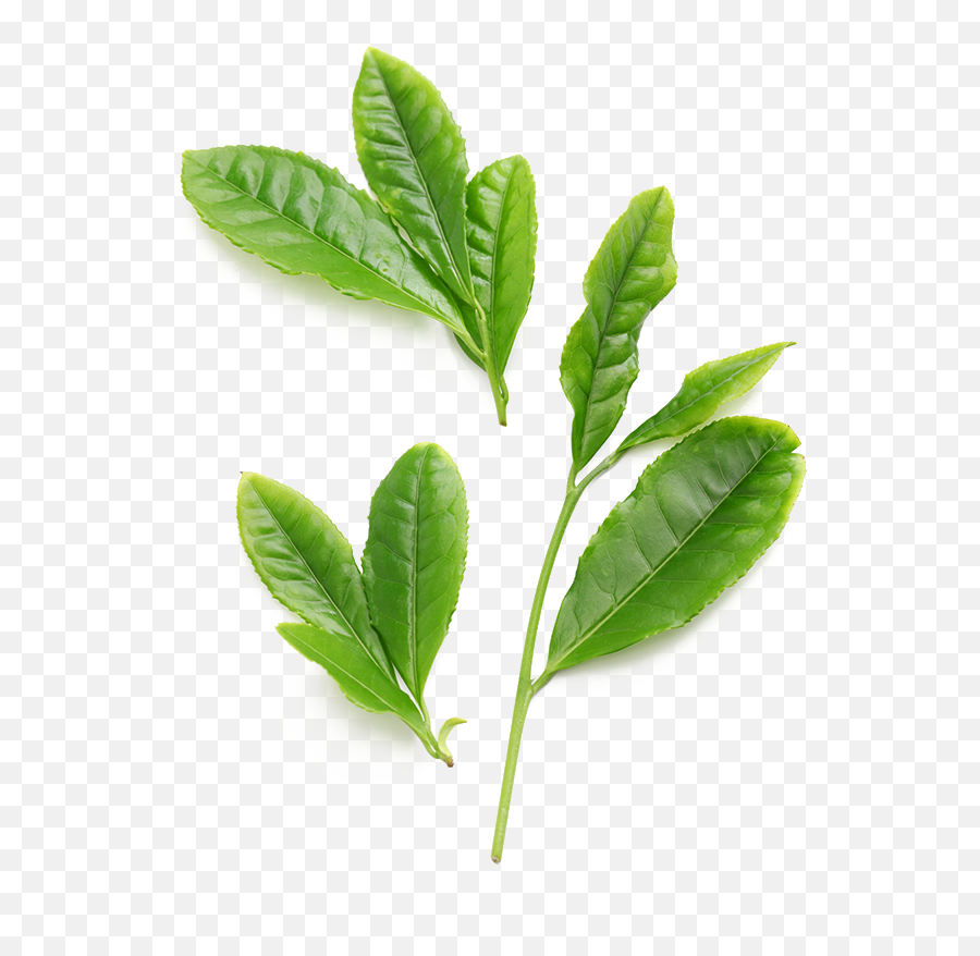 Green Tea Phytosome Thorne - Green Tea Png,Green Tea Png