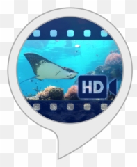 Underwater - Manta Ray png