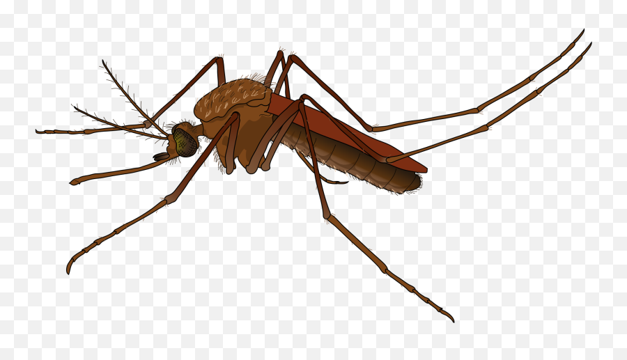 Mosquito Clipart Transparent Png - Mosquito Png,Cockroach Png