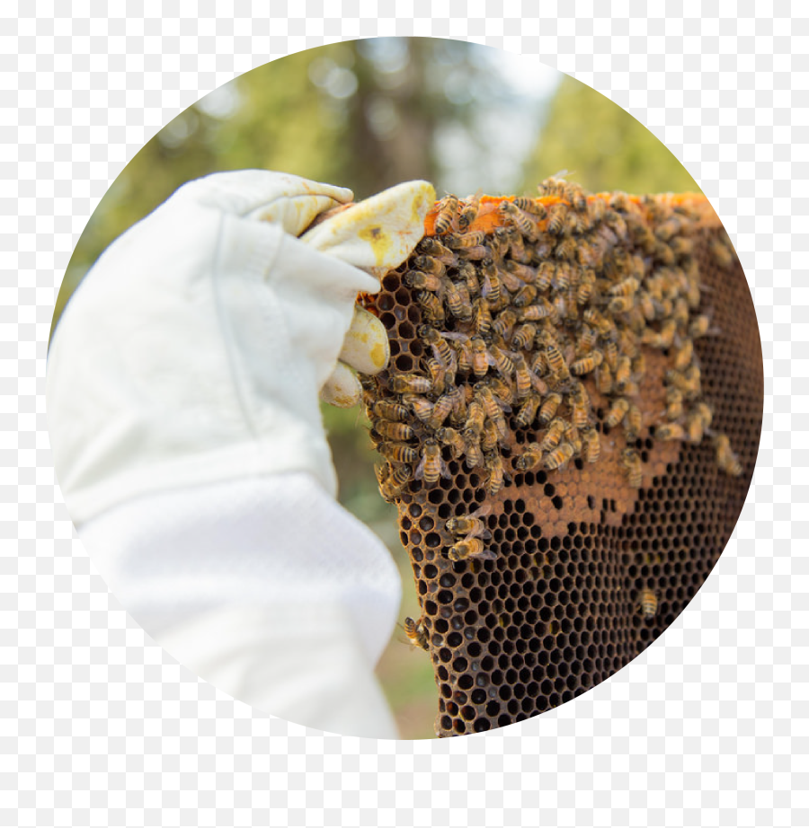 Buying Your First Warre Hive - Bee Built Honey Super Png,Bee Hive Png